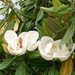 Magnolia vesnic verde (Magnolia grandiflora)